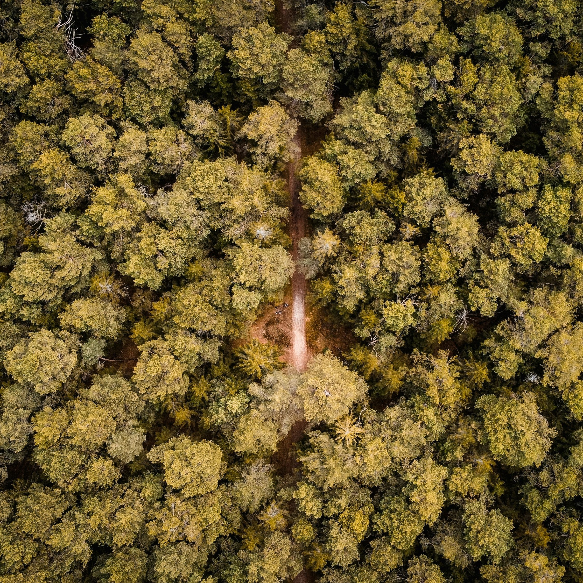 Photographie-vue-aerienne-foret